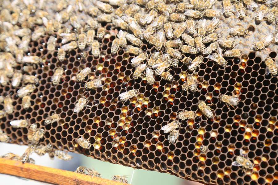 Büyükçekmece’de ilk bal hasadı gerçekleşti